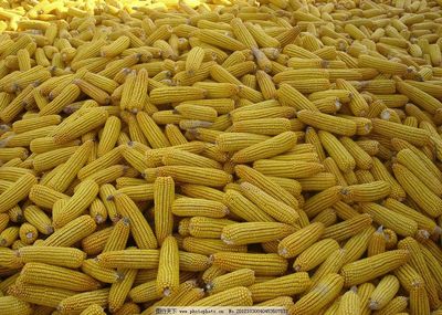 金光閃閃的玉米 大地與生命的饋贈